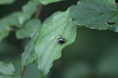 Lucilia