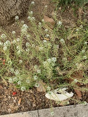 Lobularia maritima