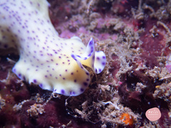 Pseudoceros laingensis