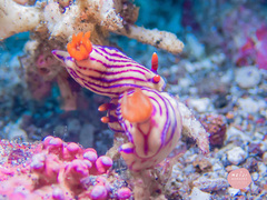 Hypselodoris whitei