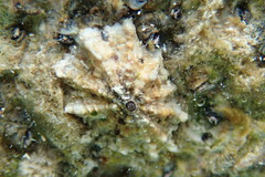 Fissurella barbadensis