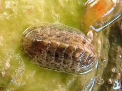 Lepidochitona cinerea