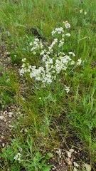 Galium hexanarium