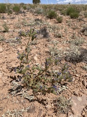 Phacelia corrugata