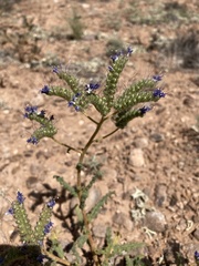 Phacelia corrugata