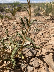 Phacelia corrugata
