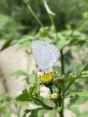 Celastrina argiolus
