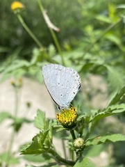 Celastrina argiolus