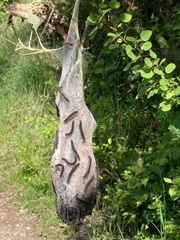 Eriogaster lanestris