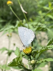 Celastrina argiolus