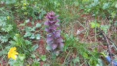 Ajuga pyramidalis