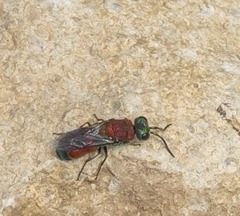 Chrysis viridula