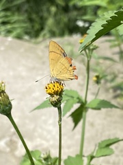 Heliophorus moorei