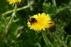 Bombus jonellus