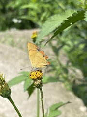 Heliophorus moorei