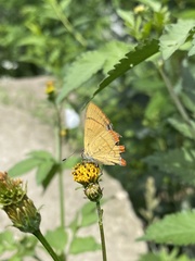 Heliophorus moorei
