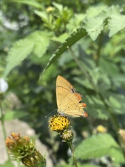 Heliophorus moorei