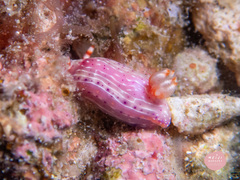 Hypselodoris paradisa