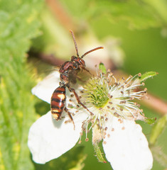 Nomada gracilis
