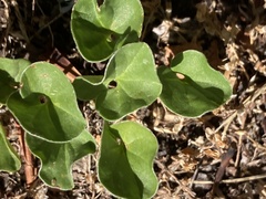Dichondra occidentalis