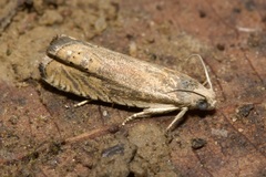 Cydia oxytropidis
