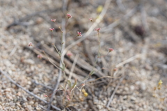 Eriogonum gracillimum