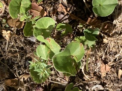 Dichondra occidentalis