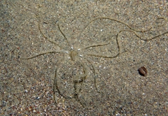 Halcampoides