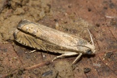 Cydia oxytropidis