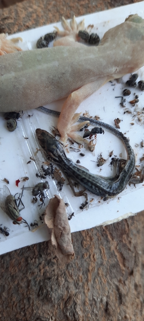 Haas' Fringe-toed Lizard