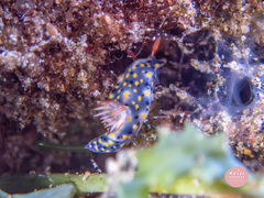 Hypselodoris roo