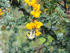 Eroessa chiliensis