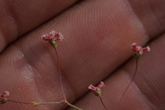 Eriogonum gracillimum