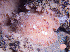 Platydoris sabulosa