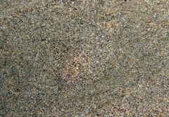 Scophthalmus rhombus