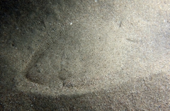 Scophthalmus rhombus