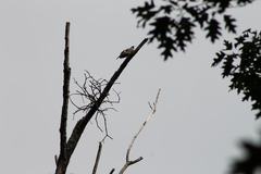 Garrulus glandarius