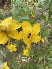 Eristalis cerealis