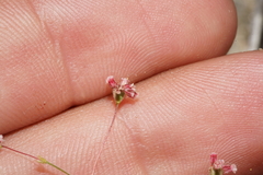 Eriogonum gracillimum