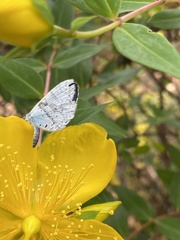 Celastrina argiolus