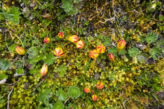 Gentianella hirculus