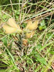 Dichromanthus aurantiacus