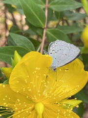 Celastrina argiolus