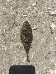 Torquigener flavimaculosus