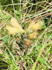 Dichromanthus aurantiacus