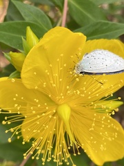 Celastrina argiolus