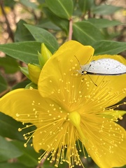 Celastrina argiolus