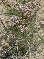 Asclepias fascicularis