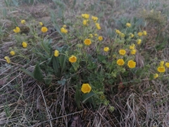 Potentilla gelida