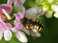 Anthidium manicatum